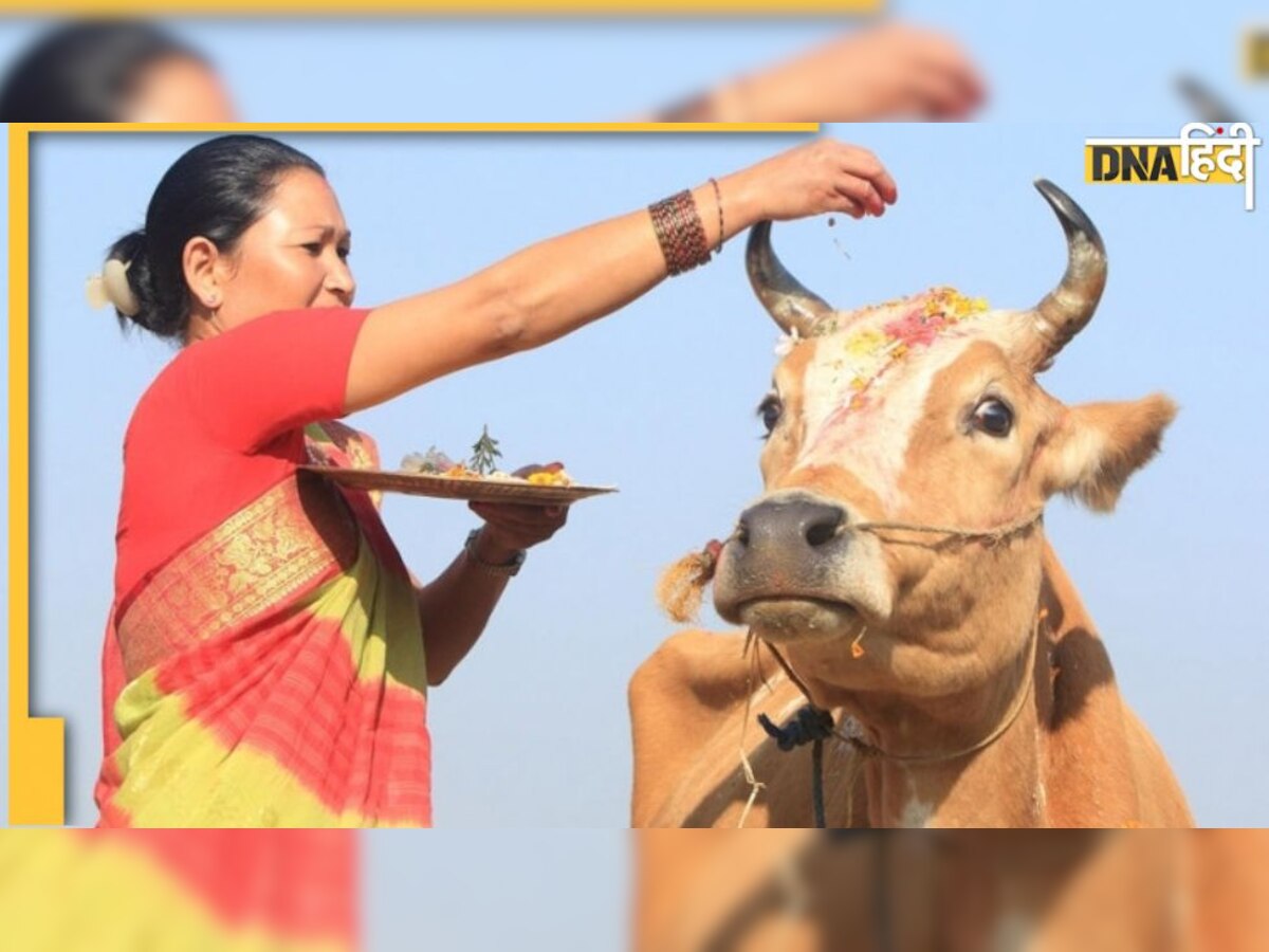 Govatsa Dwadashi 2022: आज शाम गाय को जरूर खिलाएं ये चीजें, गोवत्स द्वादशी शुभ मुहूर्त और पूजा विधि जानें