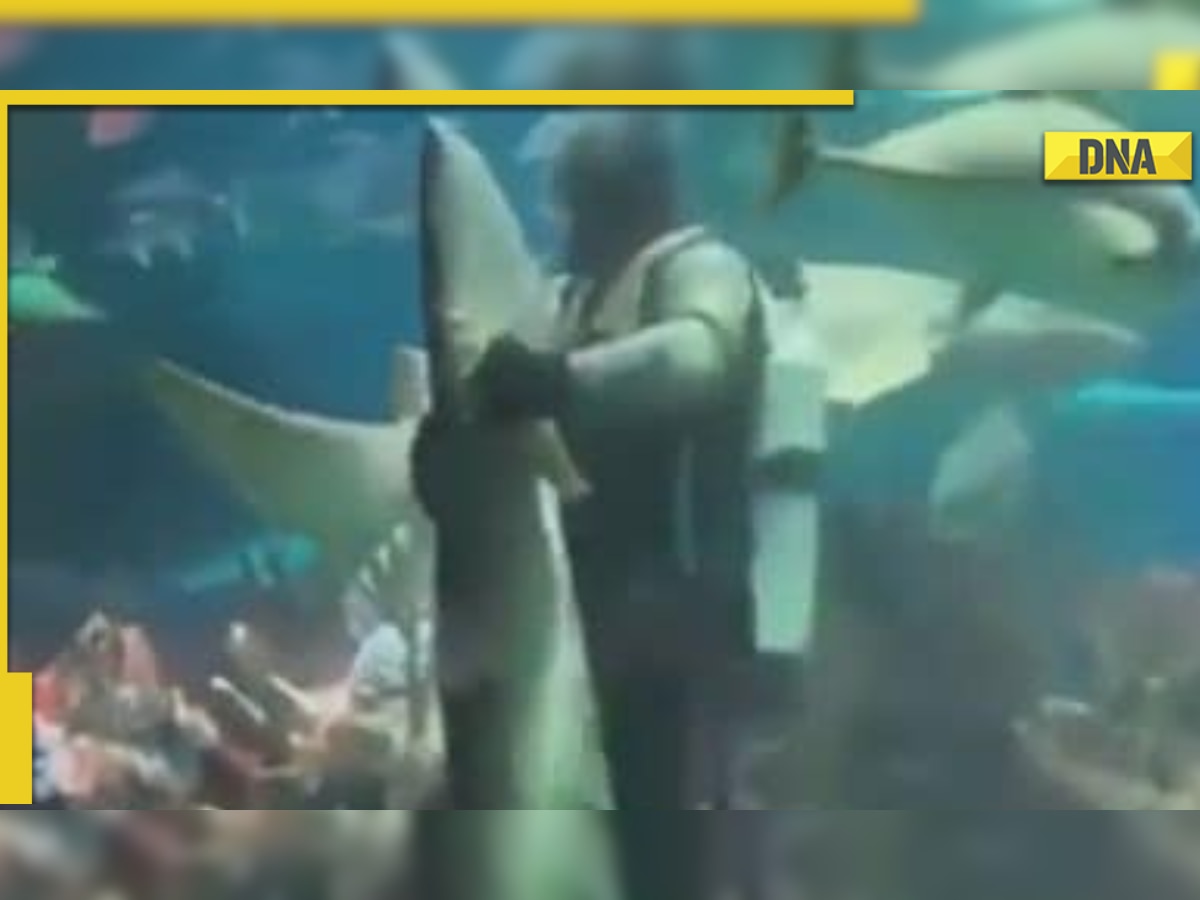 Man dances underwater with shark, viral video shocks netizens