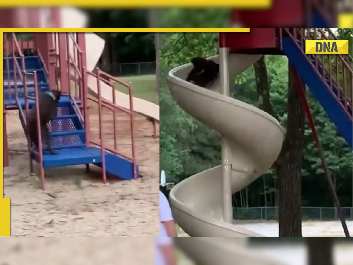 Dog enjoys playing on slide in adorable viral video; internet loves it