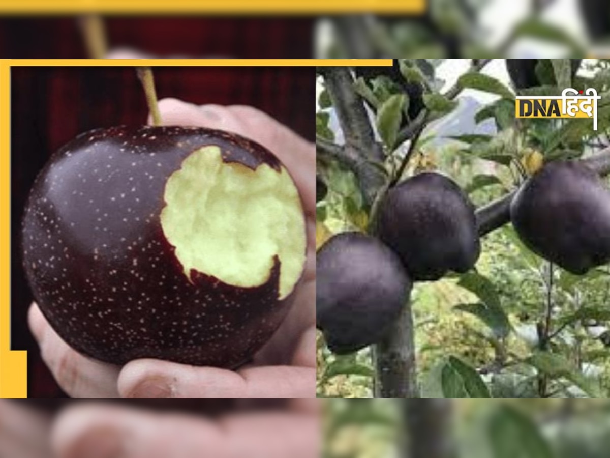 Black Apple: 5 से 8 साल में एक बार उगता है ये सेब, कीमत की वजह से कहलाता है ब्लैक डायमंड