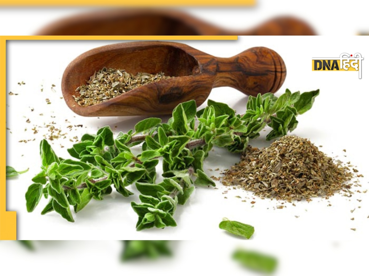 Herbs control Diabetes: इन आयुर्वेदिक जड़ी-बूटियों के चूर्ण की एक चम्मच शुगर लेवल करेगी कंट्रोल, खाली पेट खाएं 