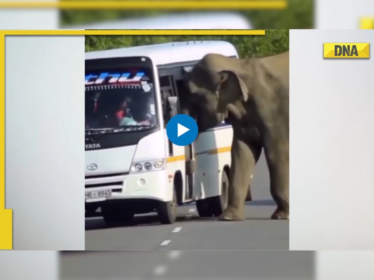 Elephant tries to board bus, viral video shows what happened next