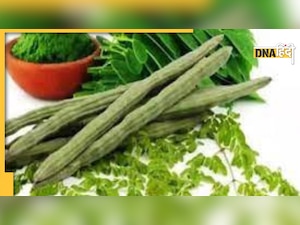 सहजन नहीं, उसके पत्तों का पानी करता है जादू, कैंसर-डायबिटीज जैसी बीमारी रहती है दूर
