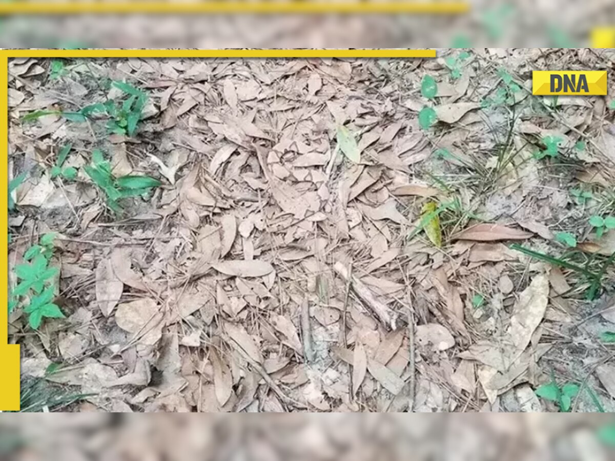 Optical Illusion: Spot the perfectly camouflaged snake in THIS image