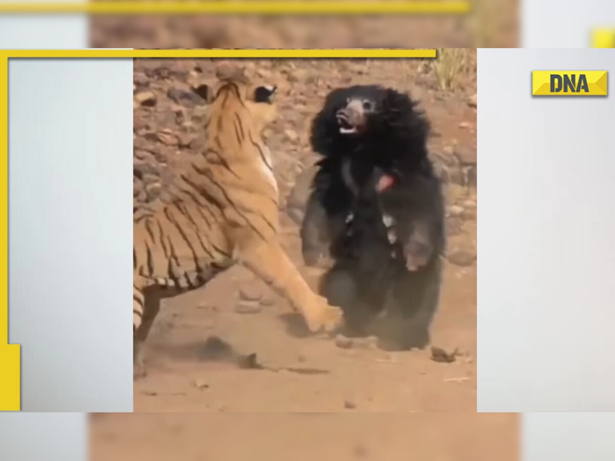 Video of fierce fight between tiger and bear goes viral