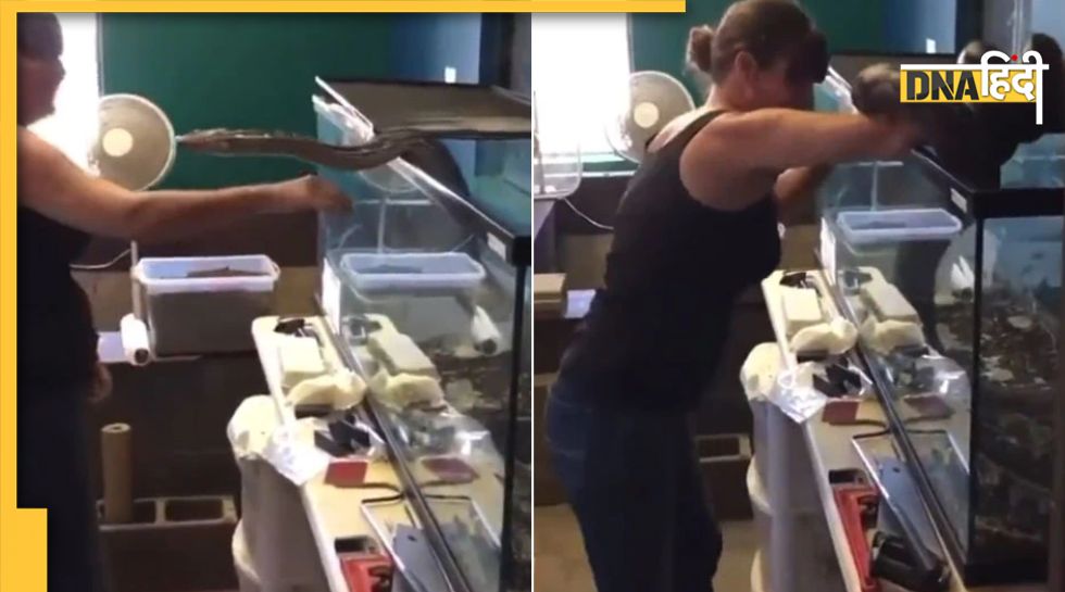 Python Attack: बक्सा खुलते ही अजगर ने मालकिन को जकड़ा, खुद ही देखिए आगे ...