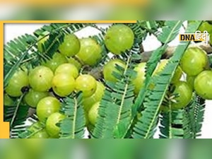 Amla Navami 2022: कैसे करें आंवला नवमी की पूजा-व्रत, शुभ मुहूर्त, कहानी, महत्व क्या 