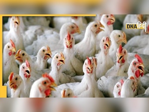 Avian Influenza: क्या है पक्षियों में फैलने वाला यह वायरस, कारण, लक्षण और कैसे मनुष्य को है इससे खतरा