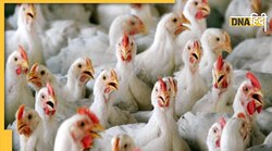 Avian Influenza: क्या है पक्षियों में फैलने वाला यह वायरस, कारण, लक्षण और कैसे मनुष्य को है इससे खतरा