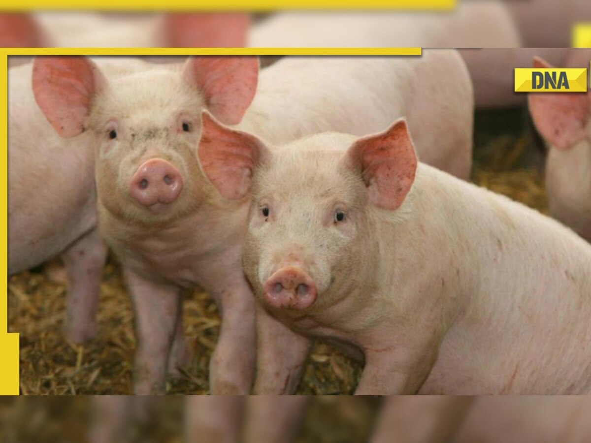 African swine fever: Know about the viral disease being reported in Kerala