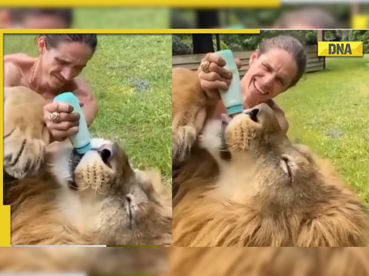 Viral video: Man feeds milk to thirsty lion, internet reacts