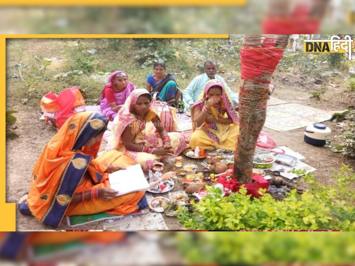 Akshay Navami: आज अक्षय नवमी पर आंवले के पेड़ के नीचे जरूर बनाएं भोजन, ये है शुभ मुहूर्त और पूजा विधि 