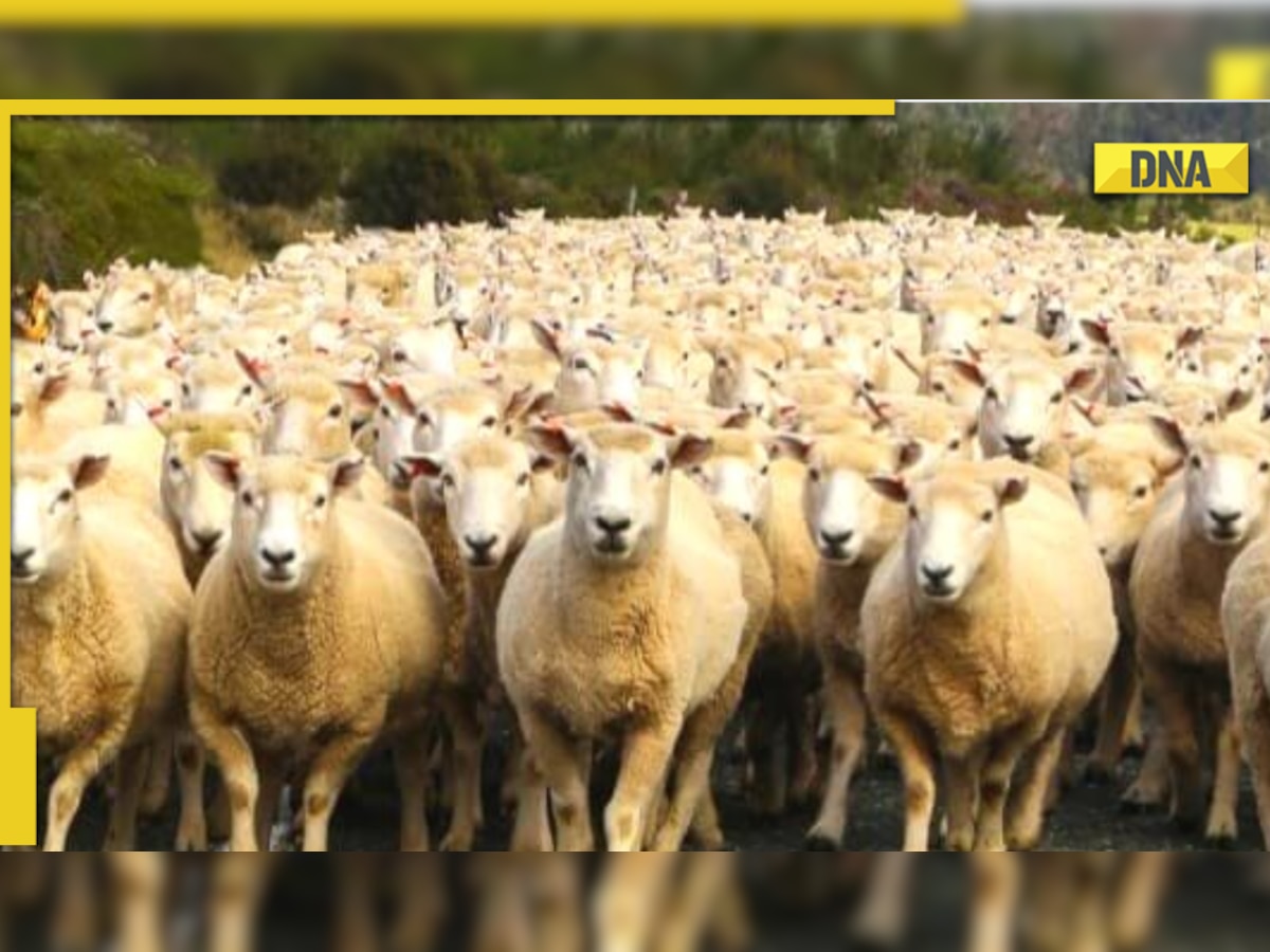 Optical illusion: Hurry up! To save the sheep, find the wolf hidden in THIS pic