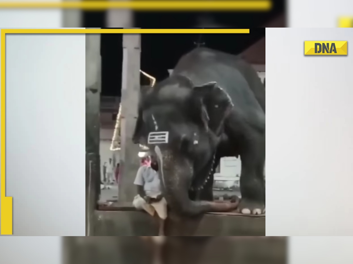 Elephant pampers its tired mahout, viral video melts hearts online