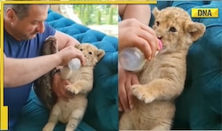 Man feeds milk to lion cub in adorable viral video, internet loves it