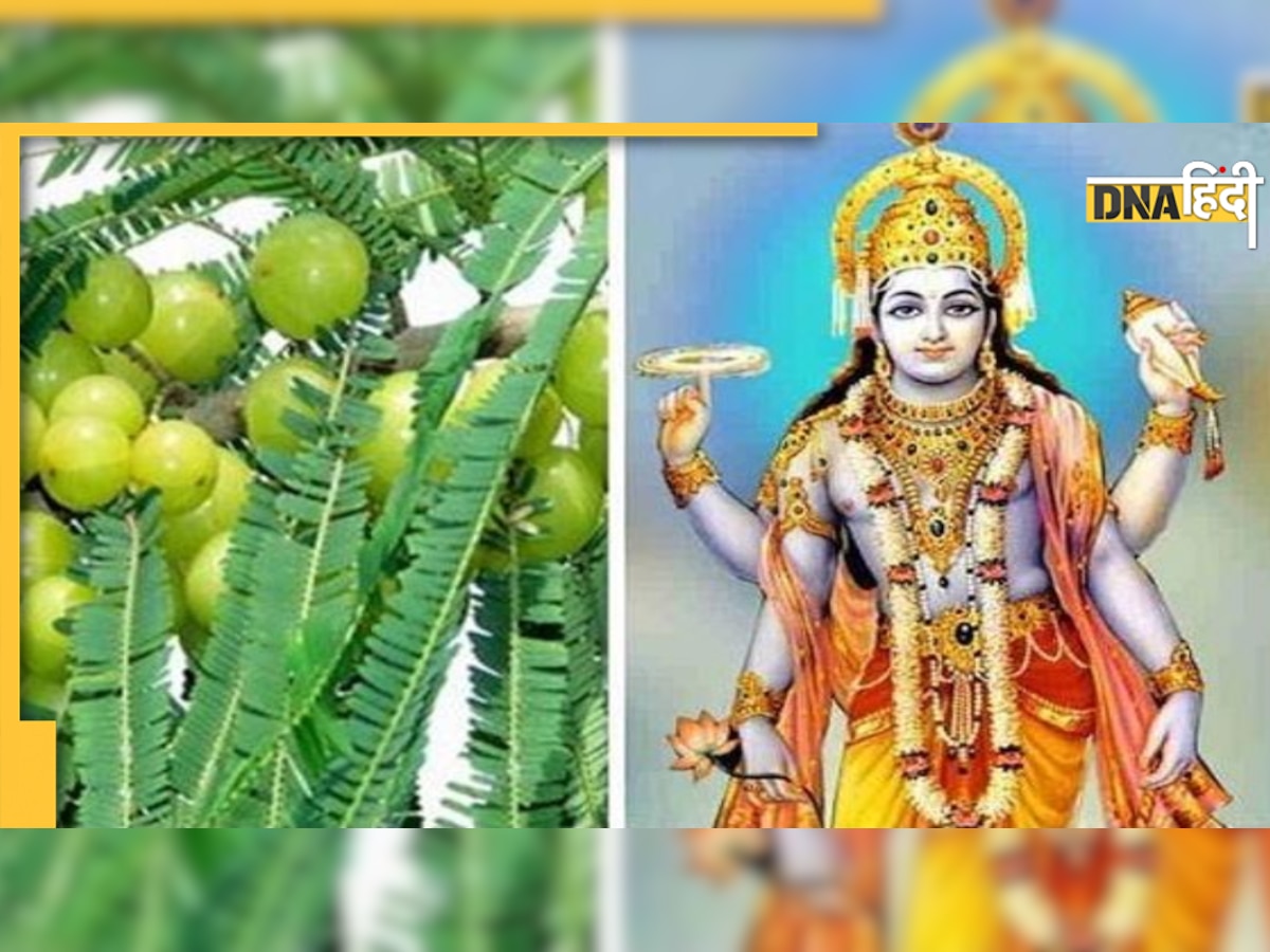 Akshay Navami 2022 Upay अक्षय नवमी पर आंवले से जुड़े ये 5 उपाय जरूर कर लें, घर में सुख-समृद्धि का होगा वास