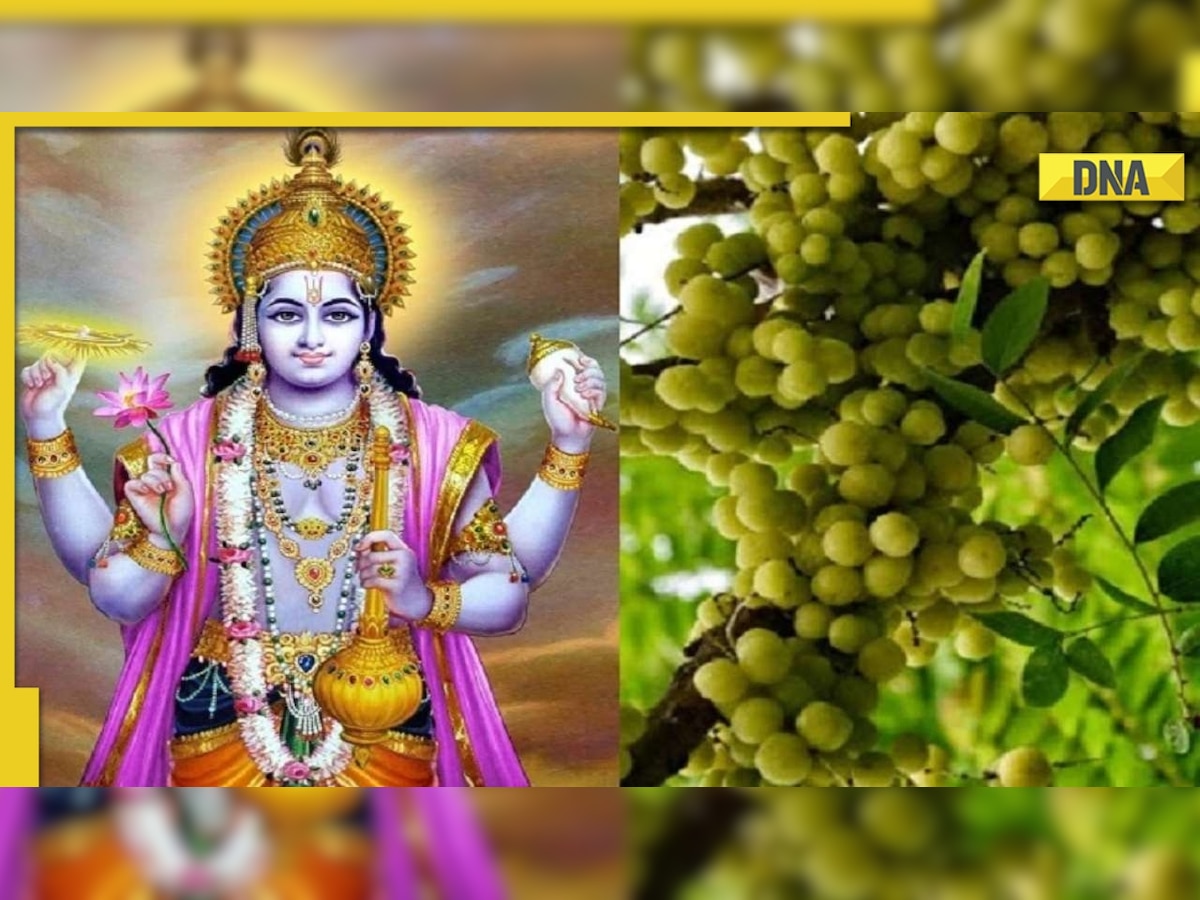 Akshaya Navami 2022: Know date, shubh muhurat, significance of celebrating Amla Navami