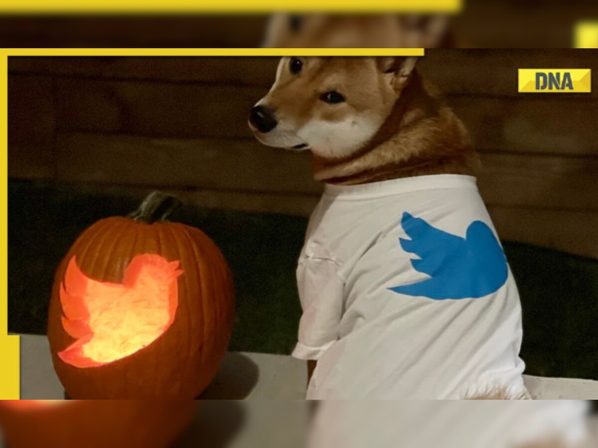 Elon Musk celebrates 'Twitter' Halloween, pictures go viral