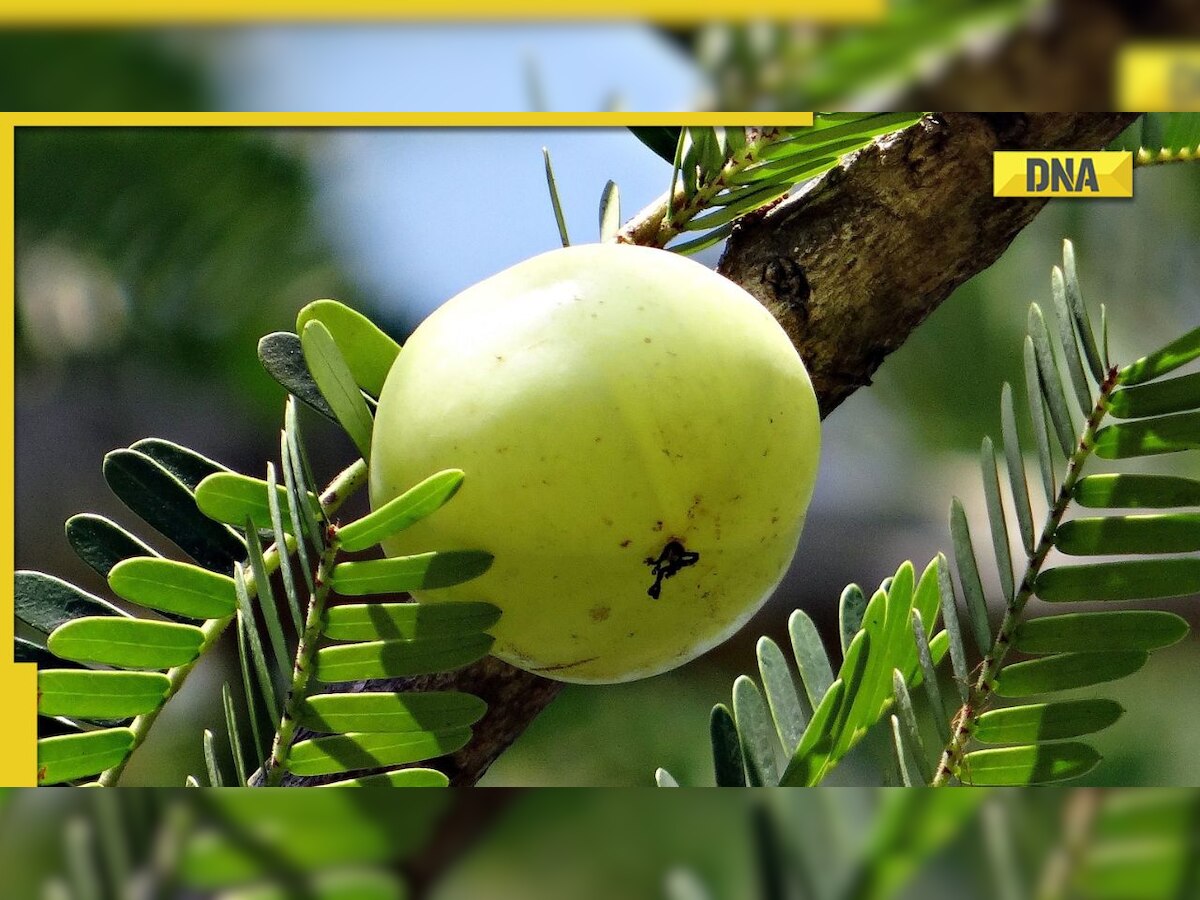 Add these 5 superfood food in your diet boost your immunity during winters