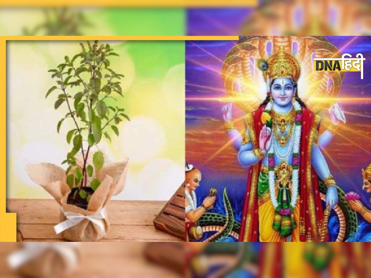 Tulsi Vivah At Home: घर पर कैसे करें तुलसी विवाह, किन चीजों के बगैर अधूरी है पूजा, नोट कर लें सामग्री की लिस्ट