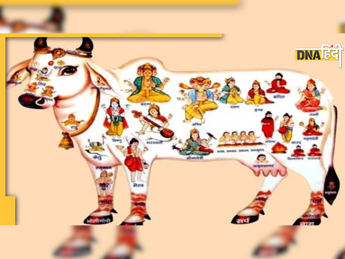 Gau Pujan: गौ-पूजन से मिलता है 33 कोटि देवी देवताओं का आशीर्वाद, पंचगव्य में छिपा है कैंसर का इलाज