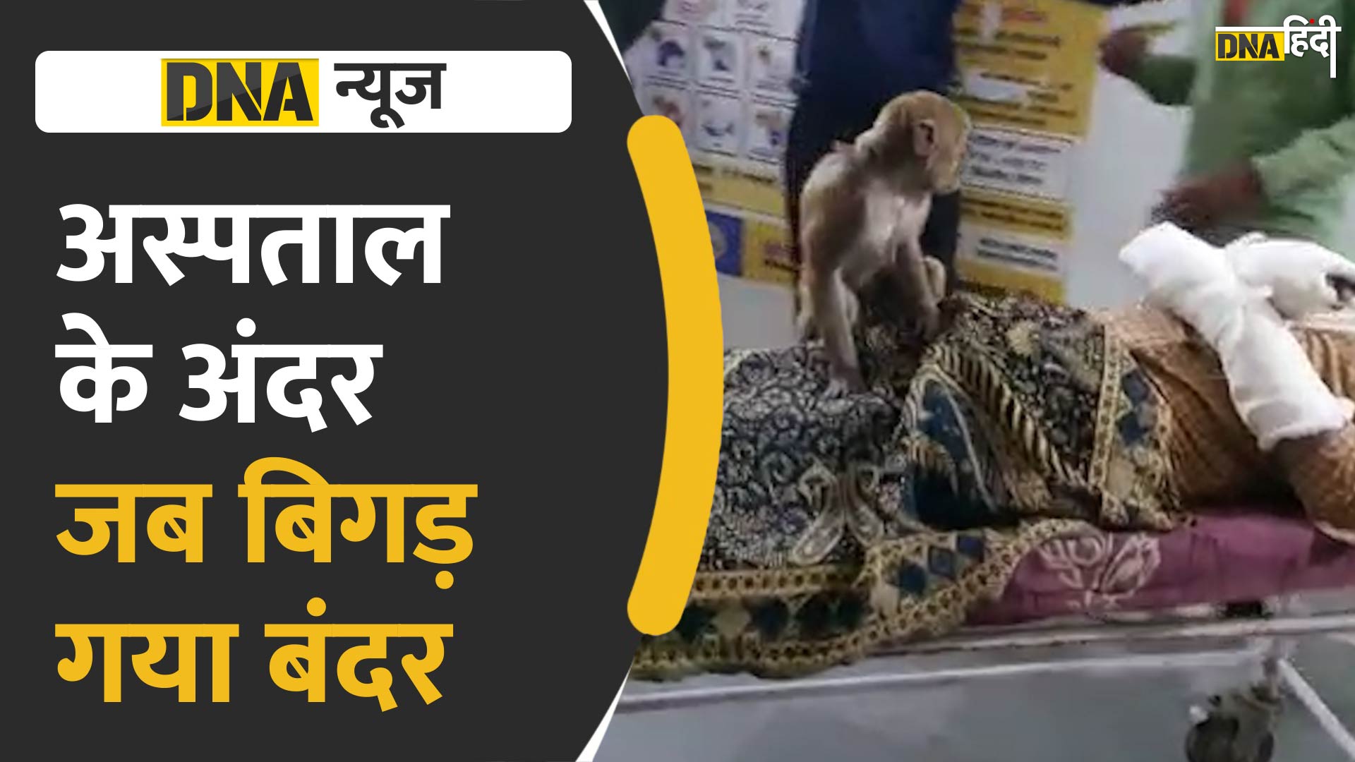 VIDEO: अस्पताल के अंदर मरीज की छाती पर चढ़ गया बंदर फिर जो हुआ लोग देखते रह गए