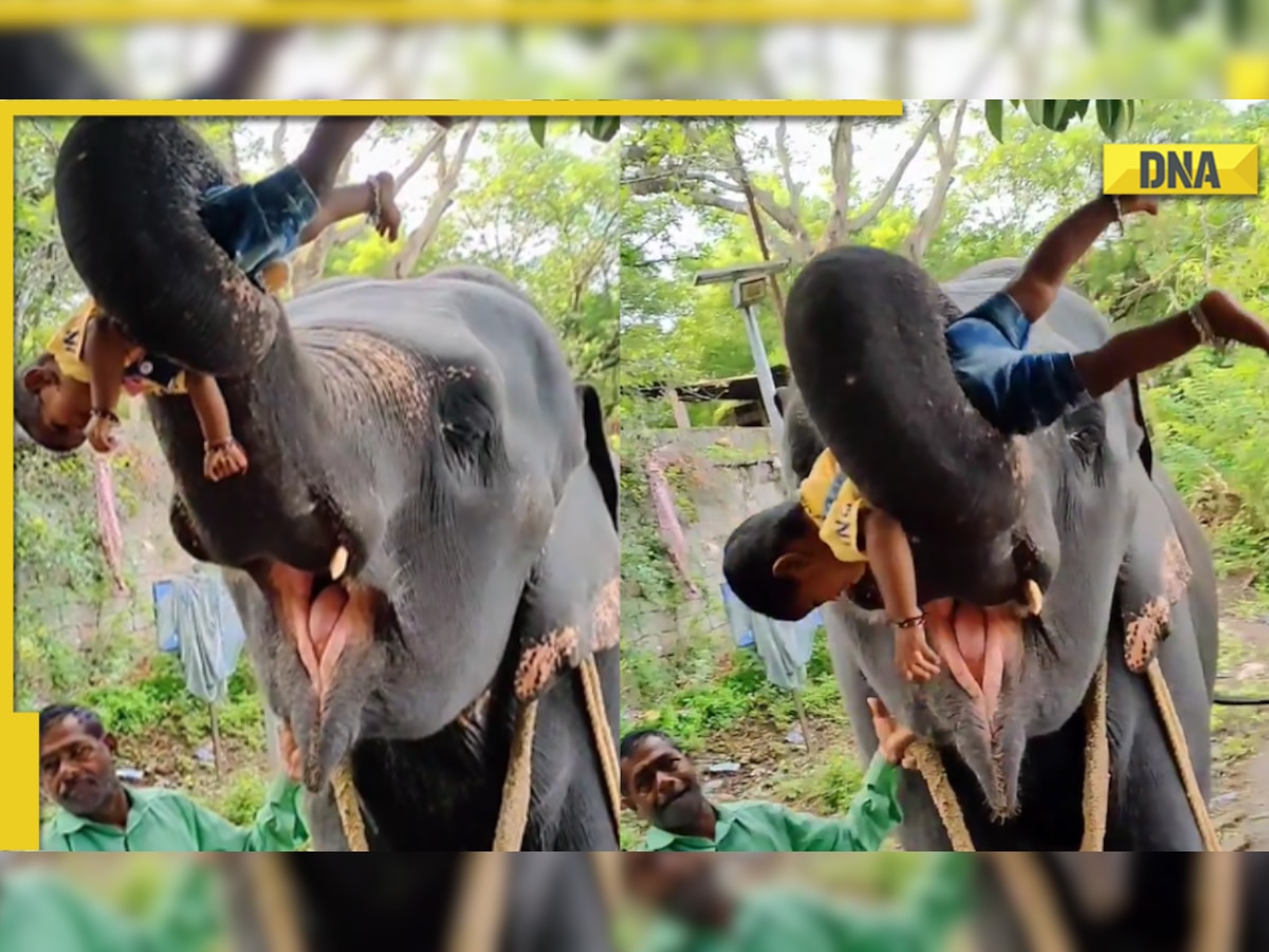 Elephant lifts toddler with its trunk, viral video delights internet