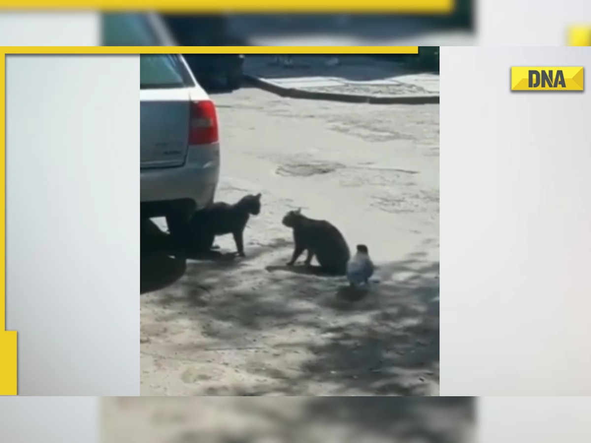 Crow instigates fight between two cats, viral video leaves netizens in splits