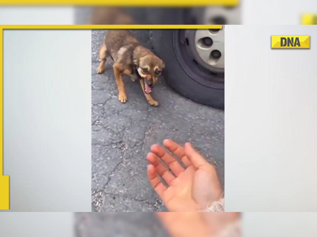 'Faith in humanity restored': Video of woman rescuing scared and shivering puppy from road goes viral