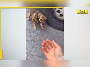 'Faith in humanity restored': Video of woman rescuing scared and