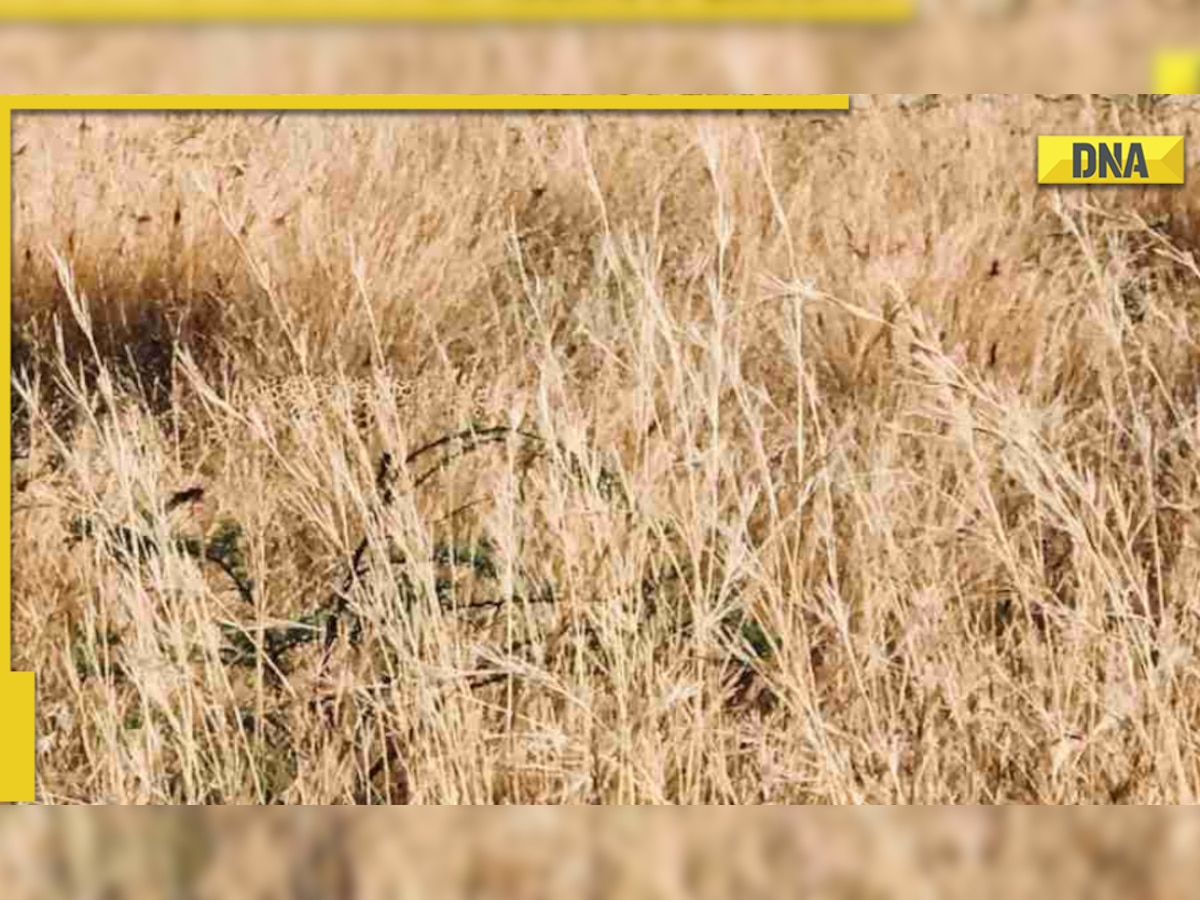 Optical Illusion: Spot the leopard hiding in the bushes within 7 seconds