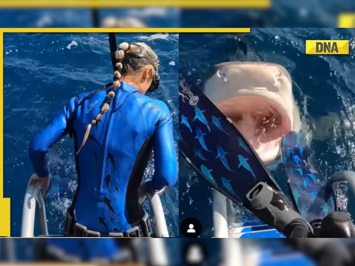 Scary! Tiger shark almost bites diver in viral video, internet reacts