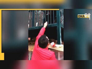 Video: पिंजरे में बैठा चिम्पांजी फूंकता दिखा सिगरेट, लोग बोले- ये तो चरसी निकला