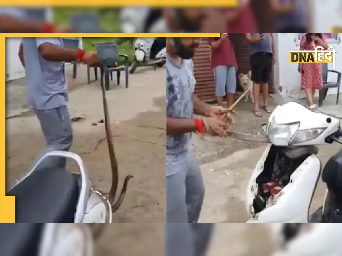 Viral Video: स्कूटर में यूं छिपकर बैठा था किंग कोबरा, निकालने में करनी पड़ी घंटों की मशक्कत