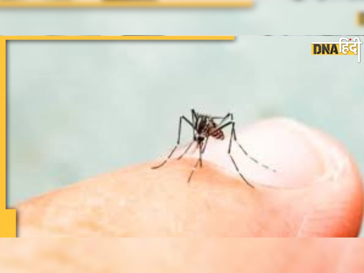  Get Rid of Mosquitoes: घर में नहीं रहेंगे मच्छर अगर कर लिया ये उपाय, डेंगू-चिकनगुनिया ही नहीं, एलर्जी से भी बचेंगे