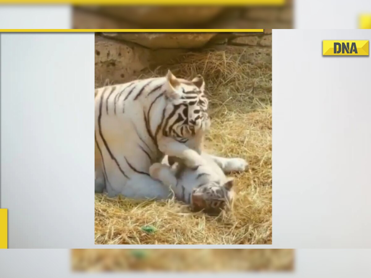 Mama white tigress cuddles with cub in adorable viral video, melts netizens hearts