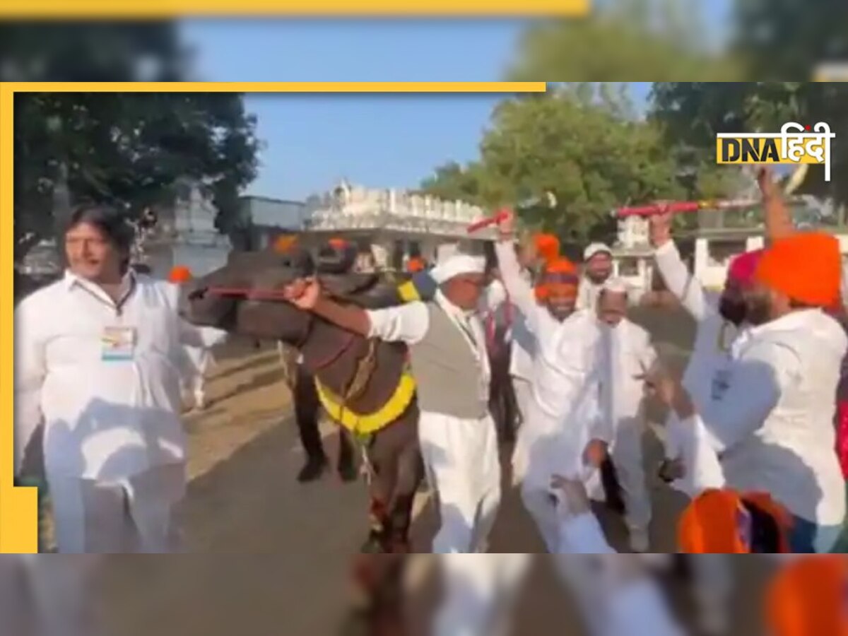 Video: भैंसे के साथ नाचते दिखे कांग्रेस नेता दिग्विजय सिंह, BJP ने किया तंज