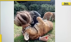  Woman kisses tiger cubs, viral video delights netizens