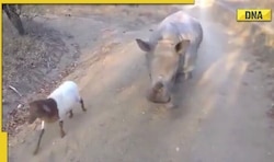 Baby rhino imitates goat, viral video will make you go aww