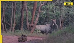 Nilgai vs Tiger faceoff: Animals play 'hide and seek', video trending all over internet