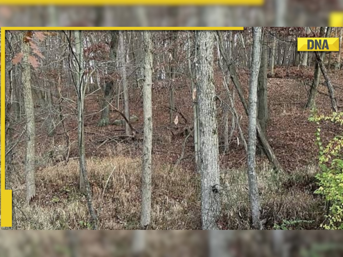 Optical illusion: Only person with sharp eyes can spot hidden deer in THIS pic