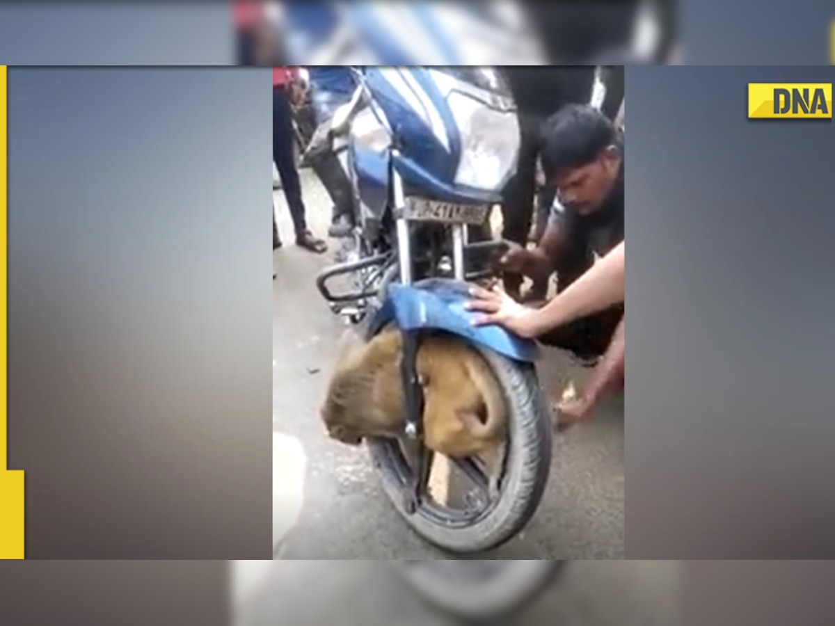 Uttar Pradesh: Locals save monkey who gets stuck in tyre, video goes viral