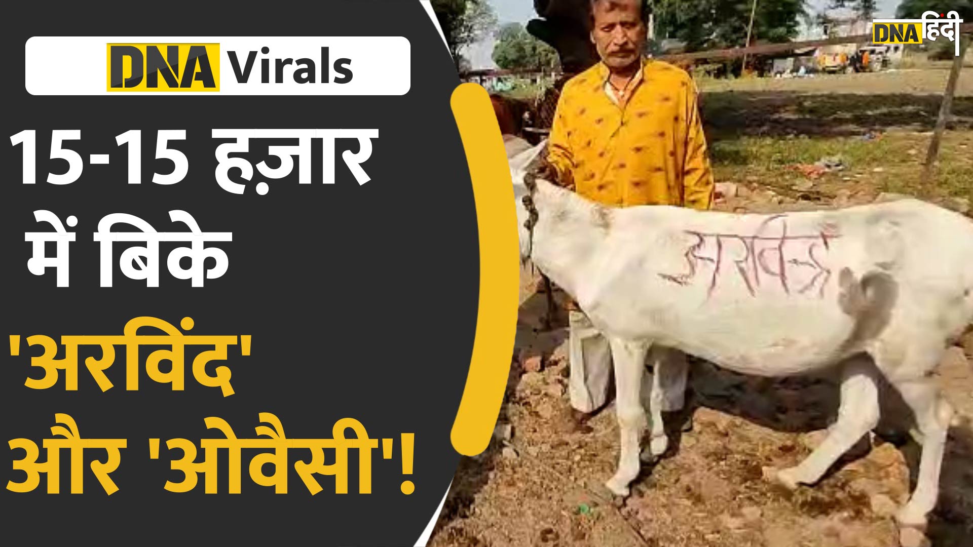 Video: उज्जैन में लगा गधों का मेला, नेताओं सितारों के नाम वाले गधों की डिमांड