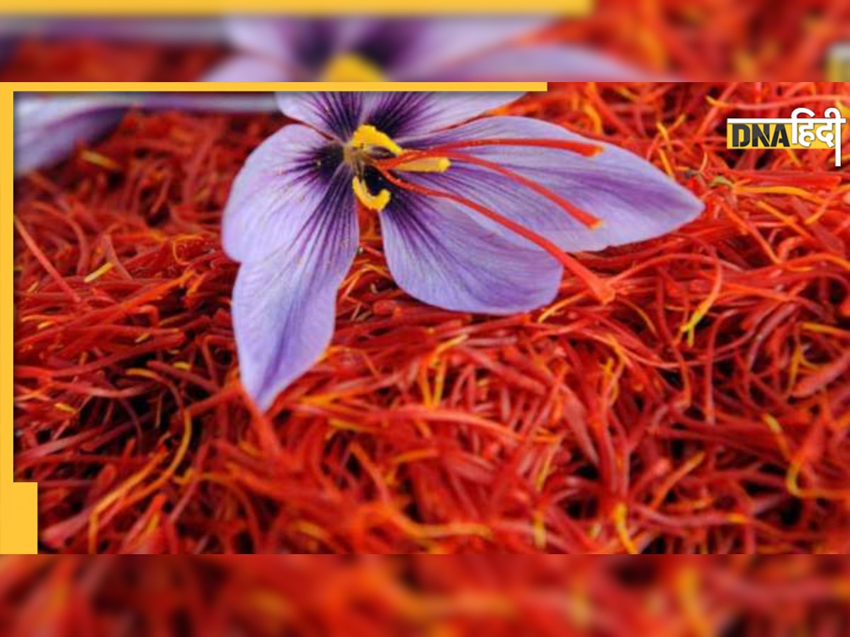 How to Identify Original Saffron: कहीं आप भी तो नहीं कर रहे नकली केसर का इस्तेमाल? ऐसे लगाएं पता