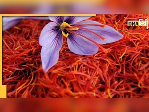 How to Identify Original Saffron: कहीं आप भी तो नहीं कर रहे नकली केसर का इस्तेमाल? ऐसे लगाएं पता