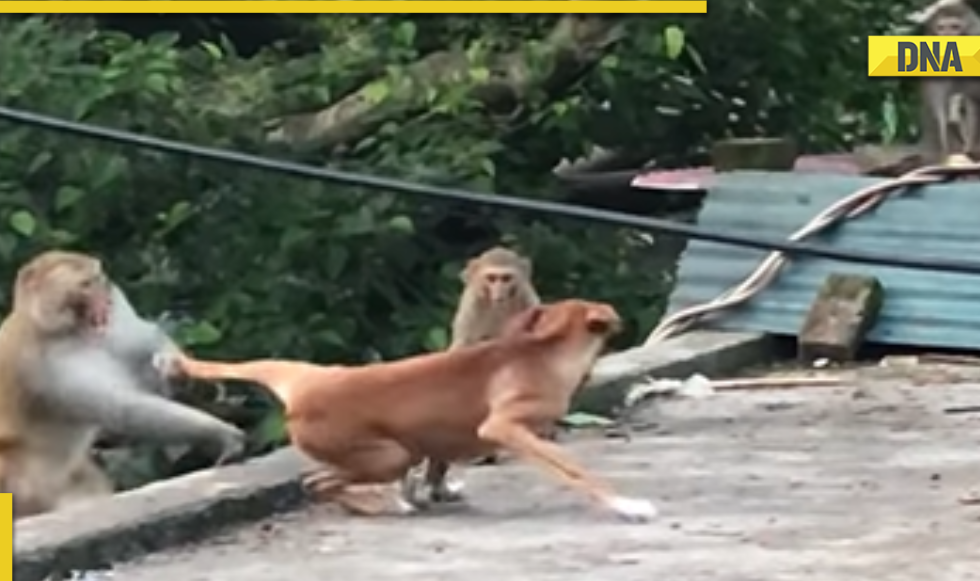 Monkey and dog funny video sale