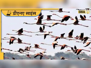 पक्षियों में भी बढ़ रहा है ब्रेक-अप और 'तलाक', लॉन्ग डिस्टेंस रिलेशनशिप और जलवायु परिवर्तन है बड़ी वजह