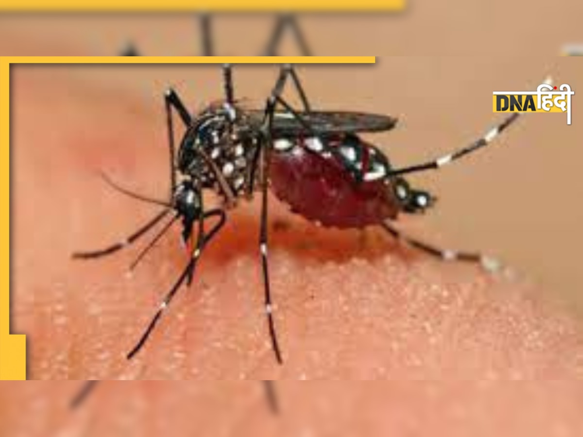 Dengue Second Time: एक बार Dengue होने के बाद दूसरी बार रहता है ज्यादा डर, ऐसे करें बचाव