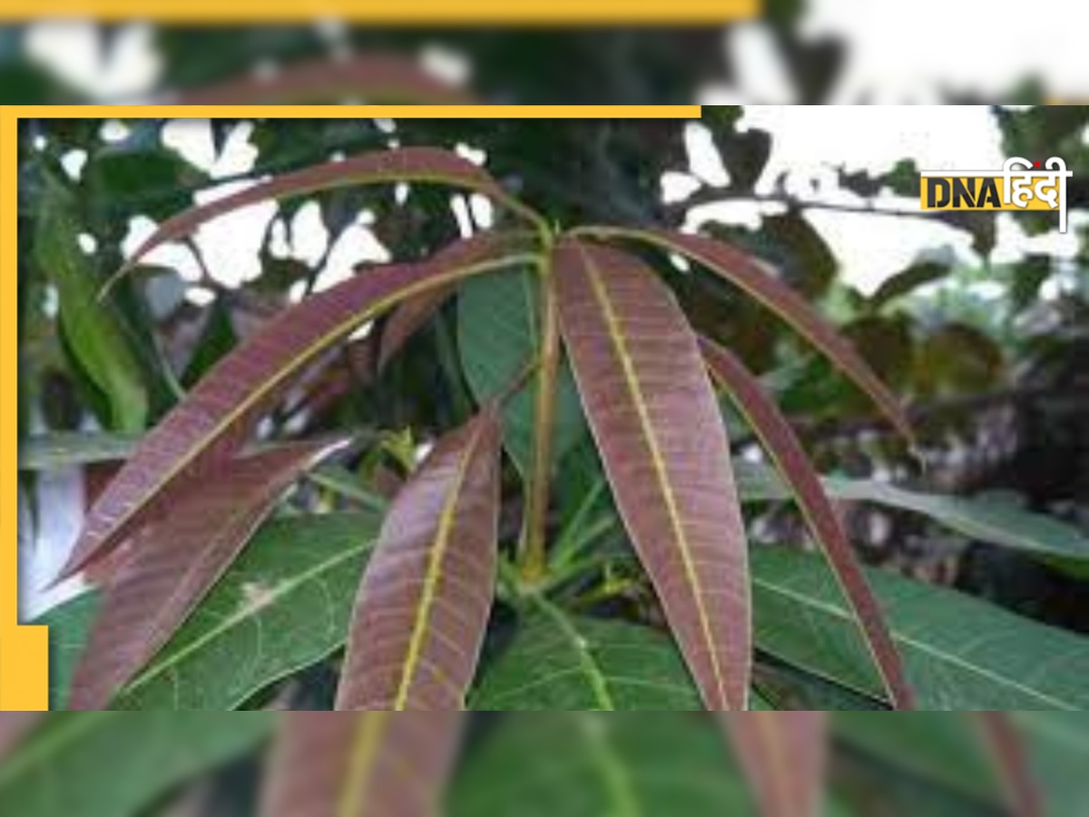 Mango Leaves Benefits: आम की पत्तियों से पिघल जाएगी पेट की चर्बी, पानी या पाउडर कैसे भी खाएं 