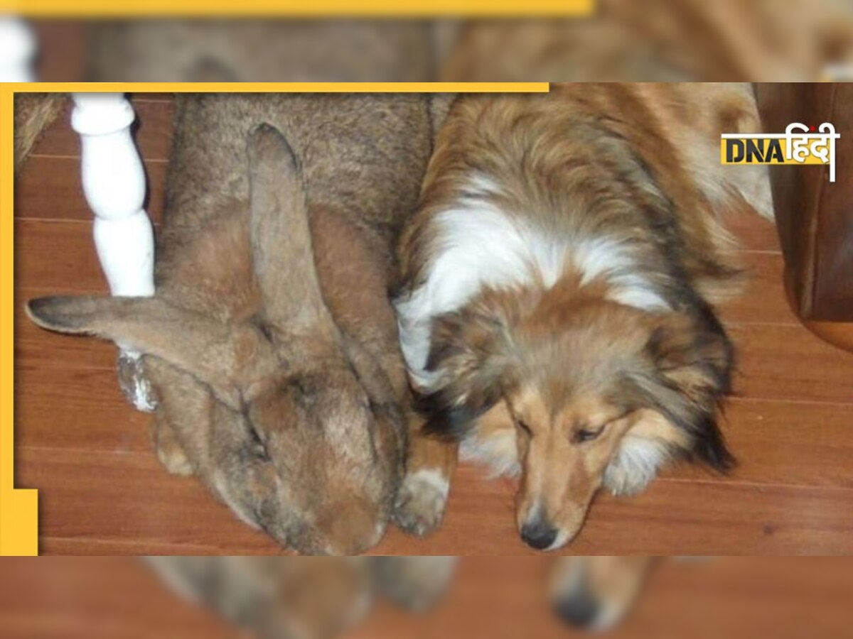 Viral News: ये है दुनिया का सबसे बड़ा खरगोश, कुत्ते जितना बड़ा है शरीर